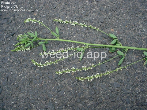sweetclover, yellow